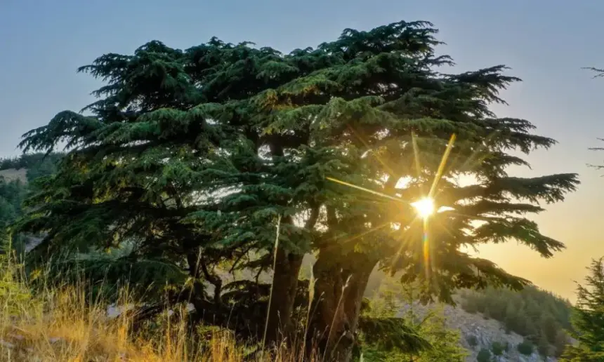 Cedar trees.