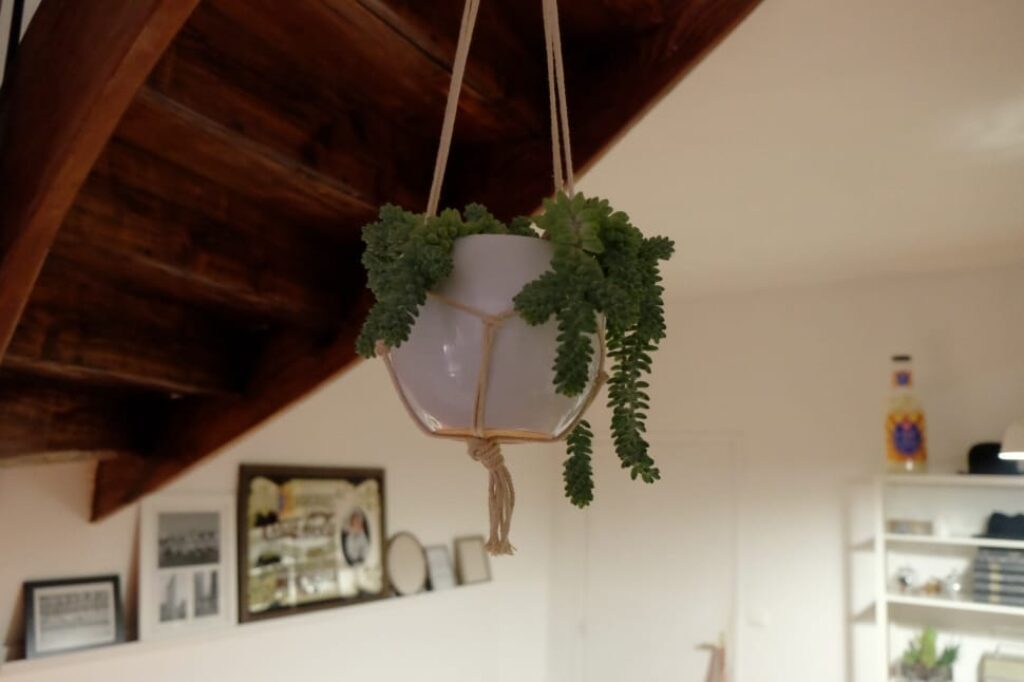 Plant hanging from the ceiling.