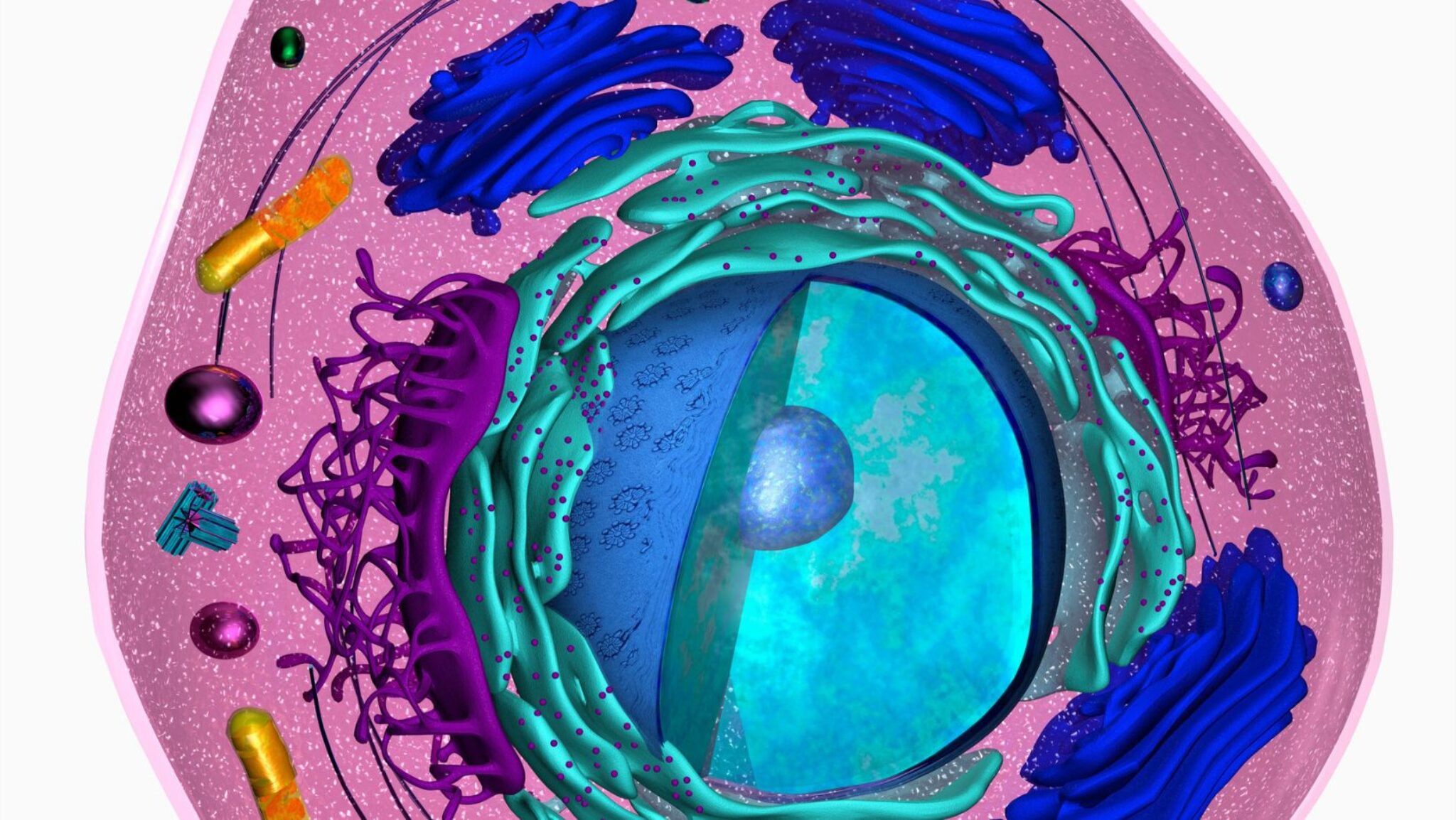 Unlocking the Secrets: Eukaryotic Chromosome Structure Answer Key - My 