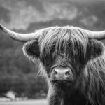 Blvck Cow Photos: Capturing the Elegance and Beauty