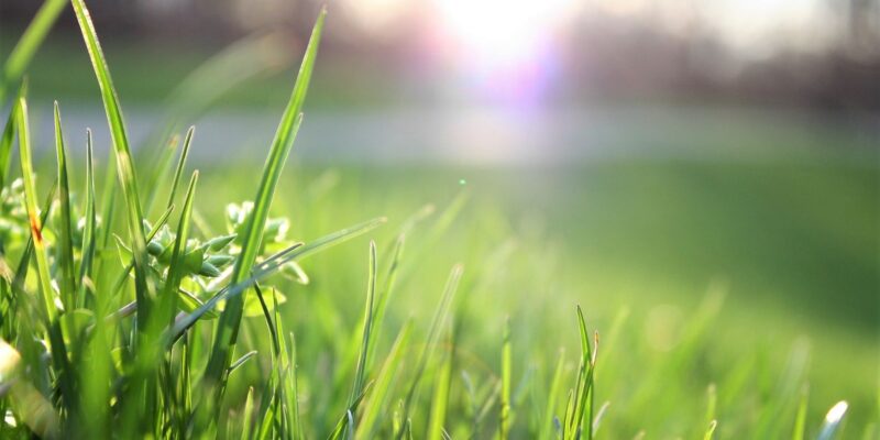 How to Care For Your Artificial Grass This Summer