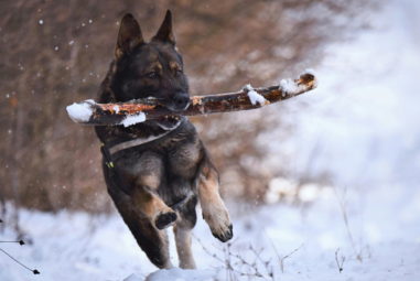 The Charm of German Shepherd:s_2klclu4nc= Dog: History, Traits, and Care Tips