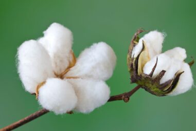 Abd Pamuk Borsası: The Role of Cotton in the US Economy