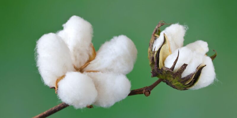 Abd Pamuk Borsası: The Role of Cotton in the US Economy