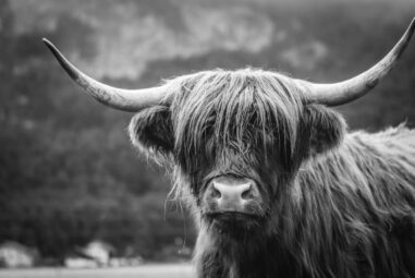 Blvck Cow Photos: Capturing the Elegance and Beauty