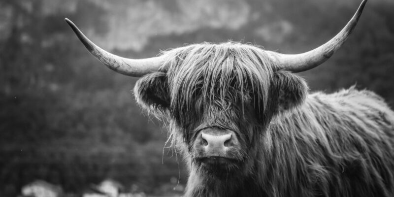 Blvck Cow Photos: Capturing the Elegance and Beauty