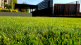 Your Lawn Is Not That Complicated — Lawn Care 101