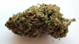 Why The Runtz Weed Strain Has Taken The Cannabis Community By Storm