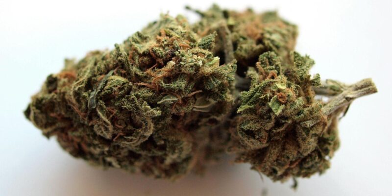 Why The Runtz Weed Strain Has Taken The Cannabis Community By Storm