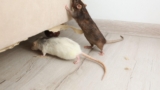 What Homeowners Often Misunderstand About Rats and Mice Around the
House