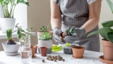 Indoor Gardening For Beginners: Essential Tips And Tricks