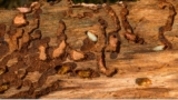 How to Stop the Woodworm Infestation in Your Furniture