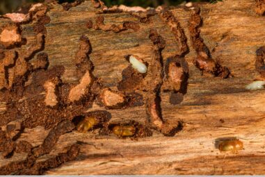 How to Stop the Woodworm Infestation in Your Furniture