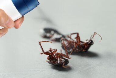Signs You Have an Extreme Cockroach Infestation in Your Home