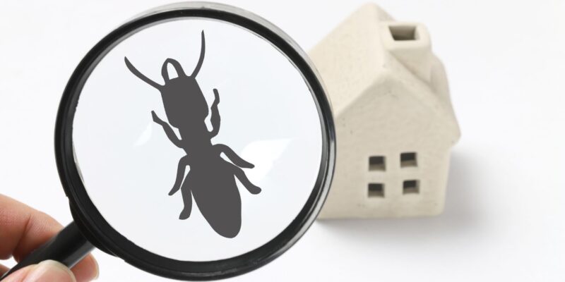 The Importance of Fast Response and Why Emergency Pest Control Is Crucial