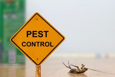 Pest Control: 6 Tips for Hiring the Right Commercial Exterminator