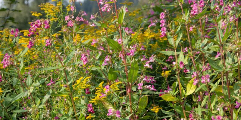 Dealing with Invasive Growth Before It Spreads Further