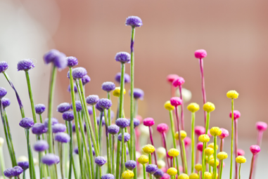 Small but Mighty: The Art of Arranging Small Flowers for Stunning Displays