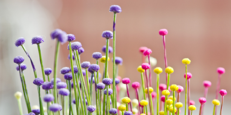 Small but Mighty: The Art of Arranging Small Flowers for Stunning Displays