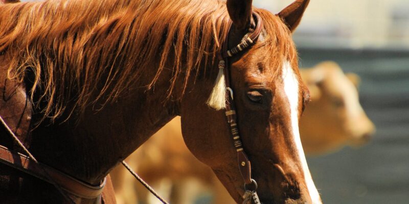 How To Use Equestrian Decor Elements Without Looking Tacky